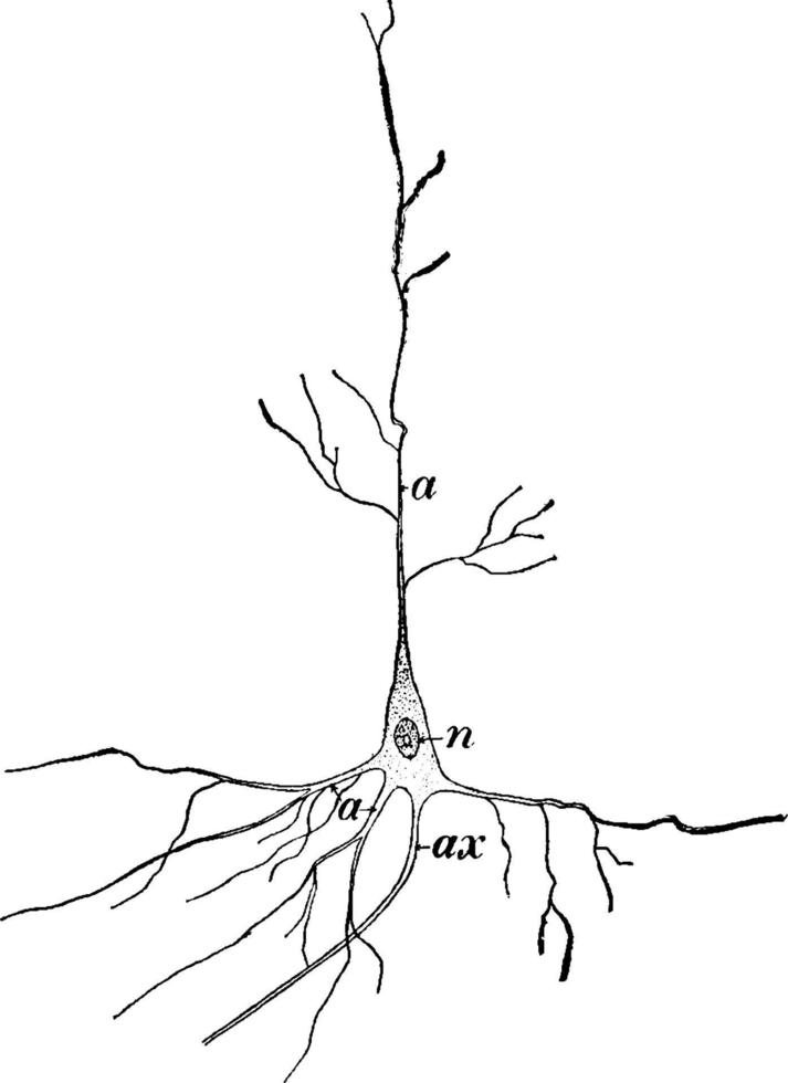 célula nerviosa, ilustración vintage. vector