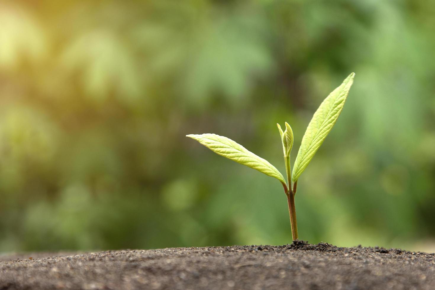 el crecimiento de un árbol de plantas jóvenes en la naturaleza desde el suelo, un pequeño concepto verde de la naturaleza verde de la tecnología ecológica conceptos de energía renovable foto