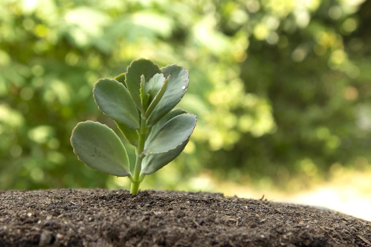 una hermosa planta de hojas verdes de la naturaleza que crece a partir de un fondo. foto