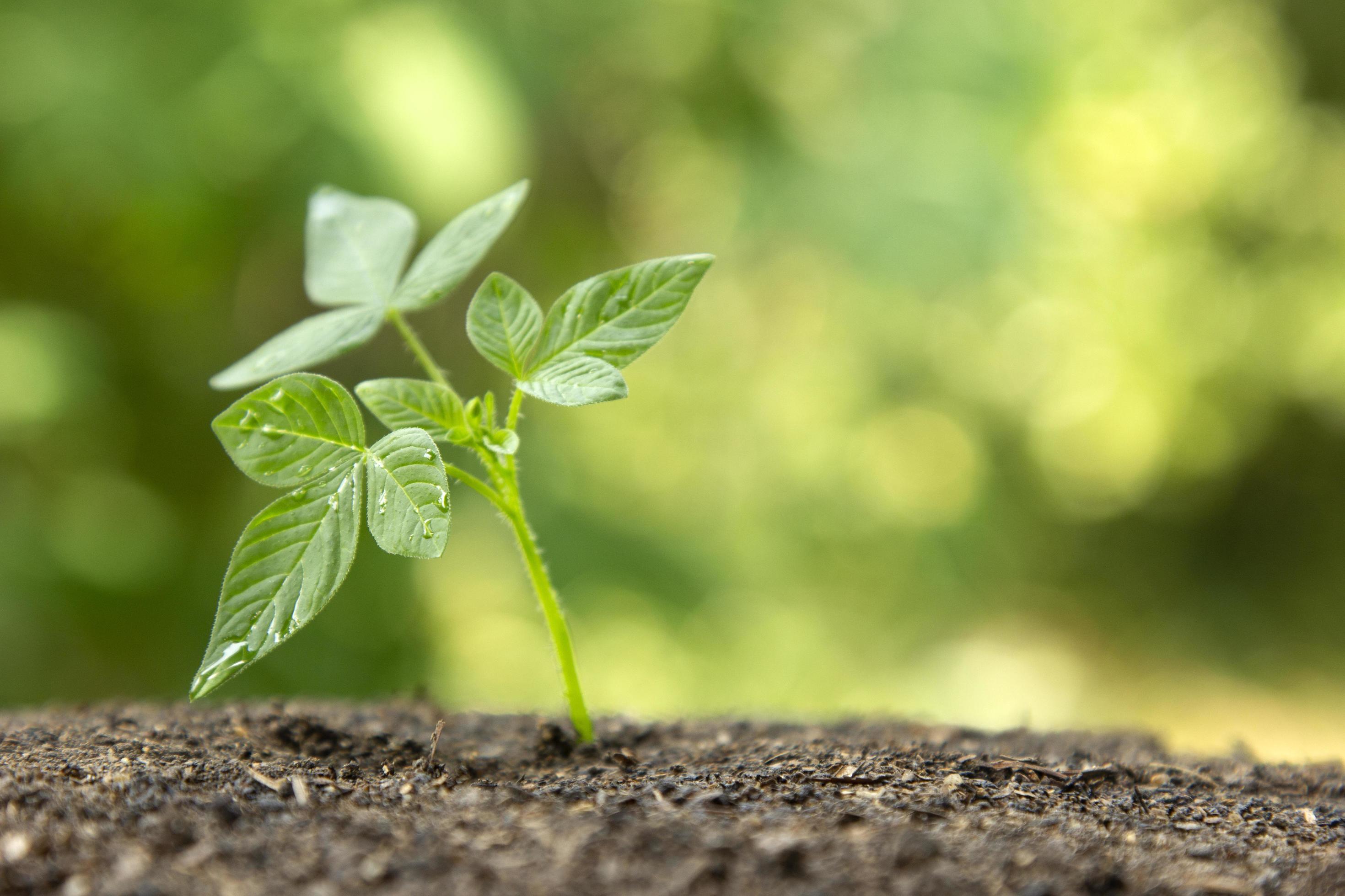 growing plants from fertile soil, including the evolution of plant