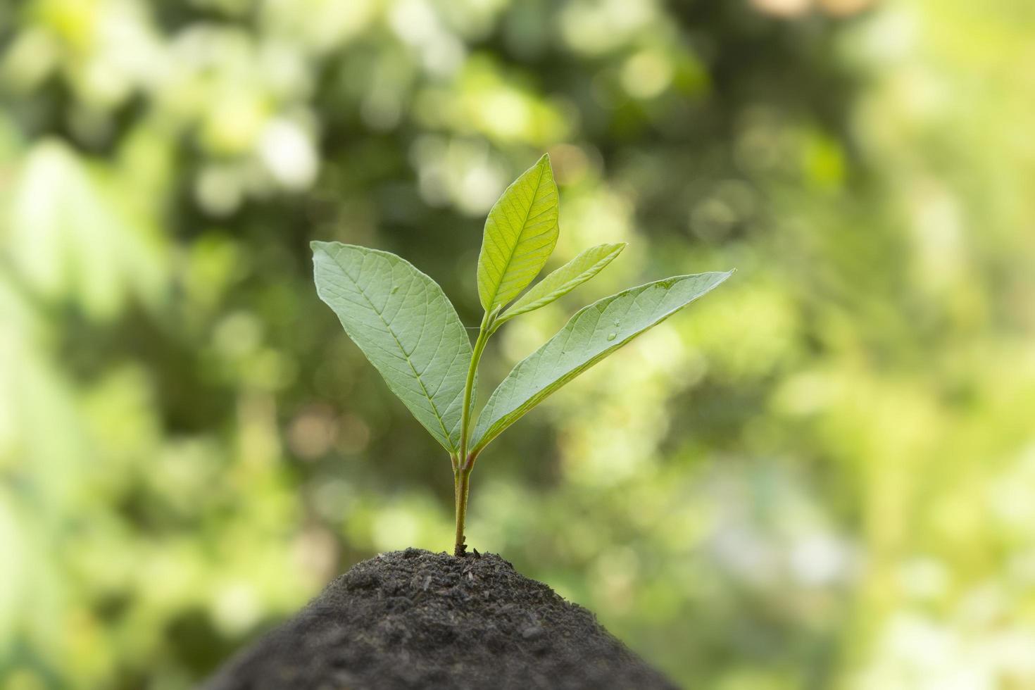 A green seed is growing from the ground, for Eco technology with small Tree Growth In nature. photo