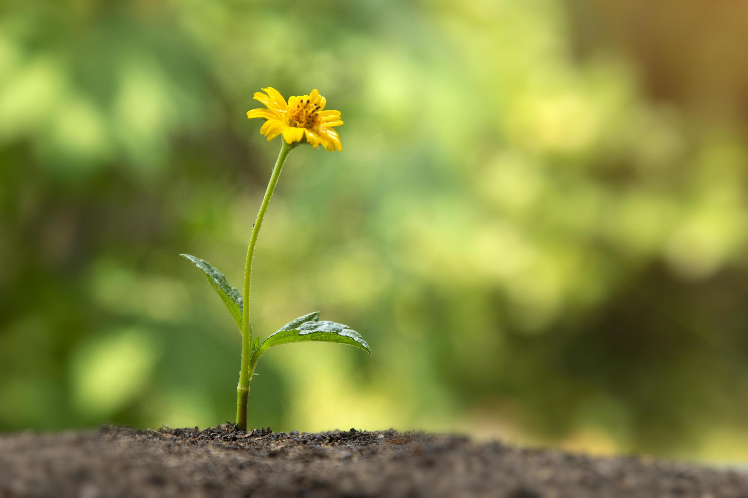 Beautiful ground flower Growing through the ground, and yellow flower