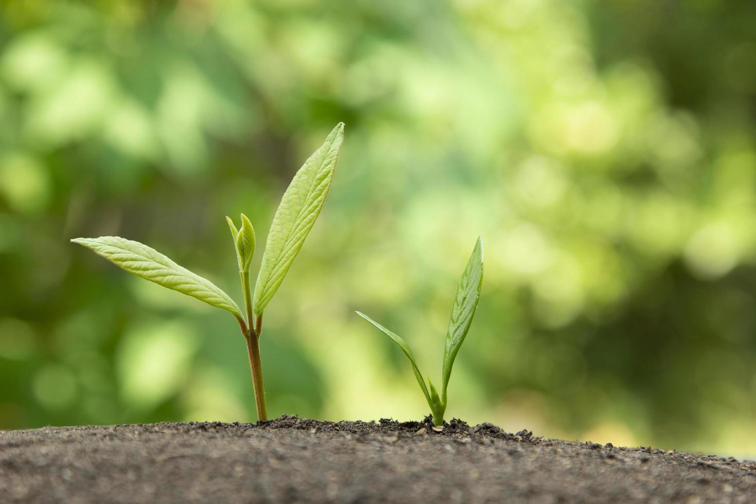 dos plantas de bebé están creciendo a través del suelo, crecimiento natural verde y dos pasos en la naturaleza y hermosos conceptos de iluminación matutina foto