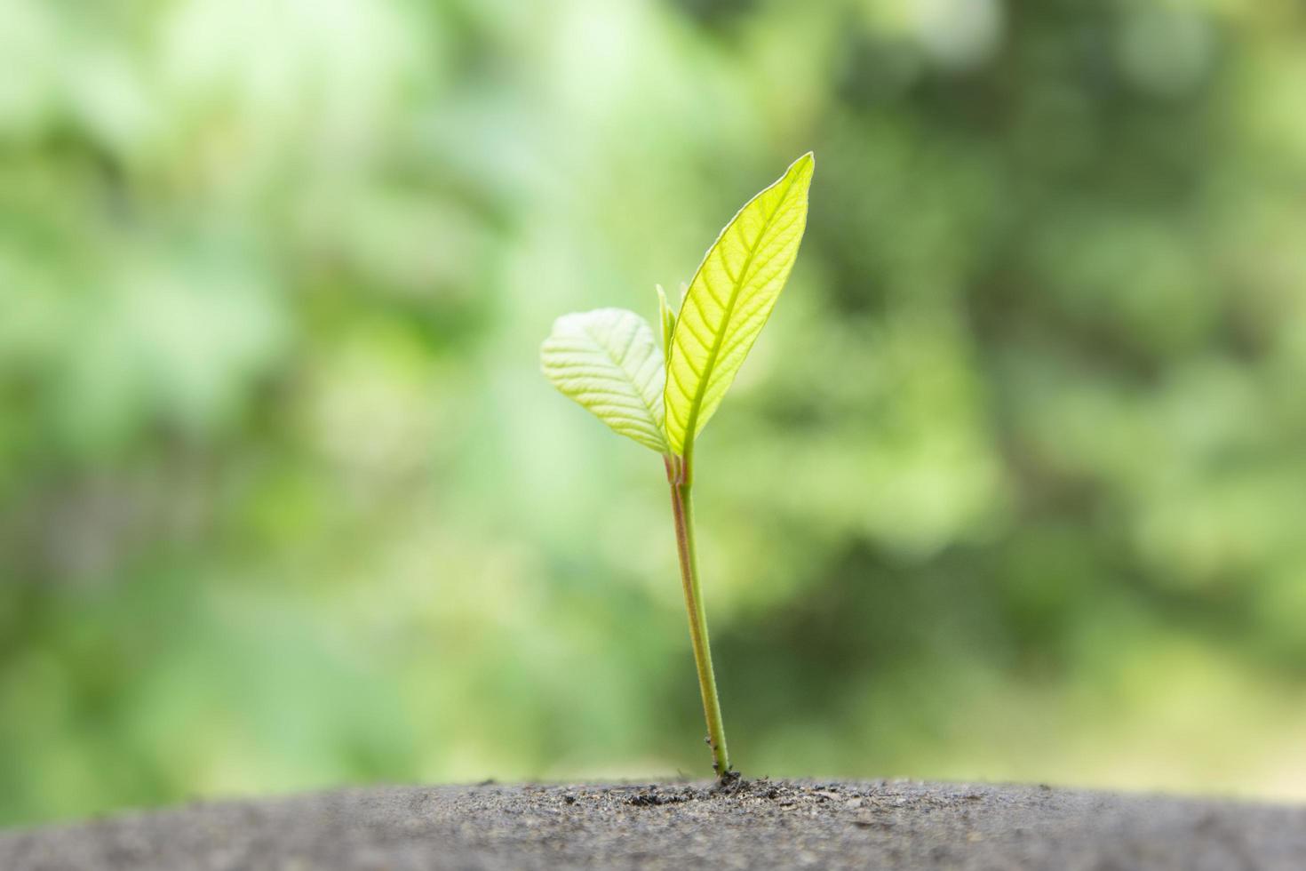 A Small tree growing on the dark soil in nature for Planting trees, and Young plant growing up in the morning light on nature background photo