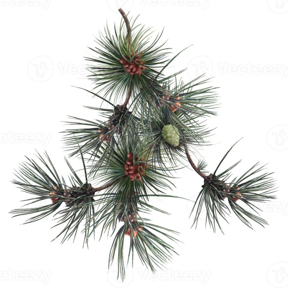 coniferous tree with cones, pine tree illustration png