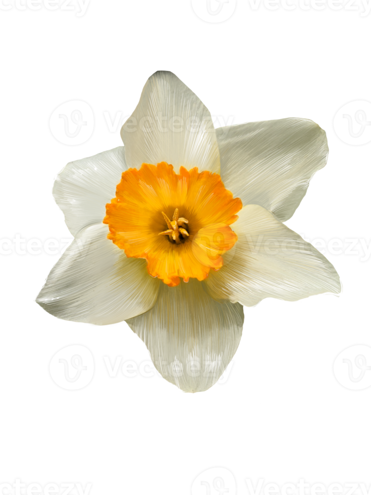 daffodil close up realistic illustration isolated png