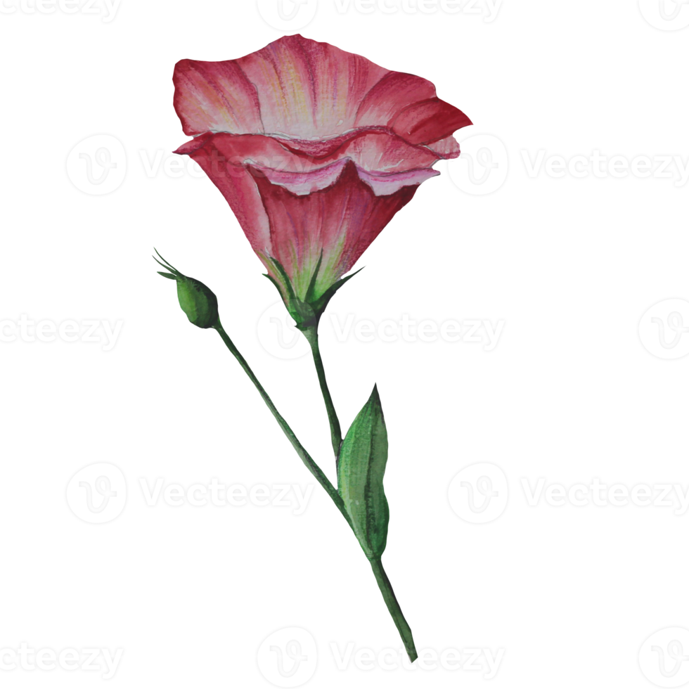 eustoma flower watercolor illustration png