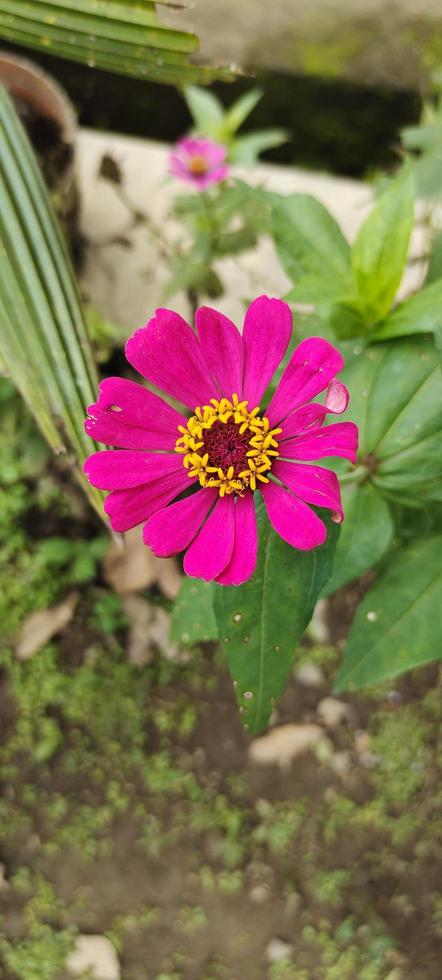 Beautiful flower portrait in a garden next to the house photo