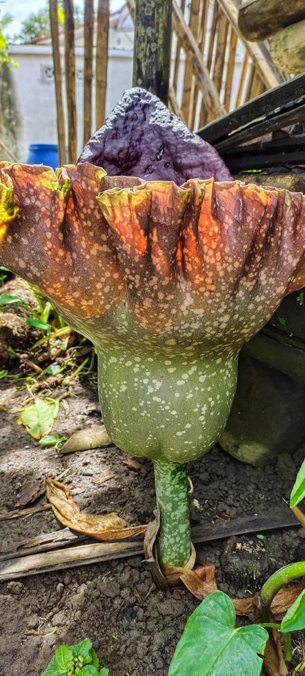 Portrait of a carcass flower plant that is almost blooming, this flower has a uniqueness that other flowers don't have, which is that it emits a foul smell photo