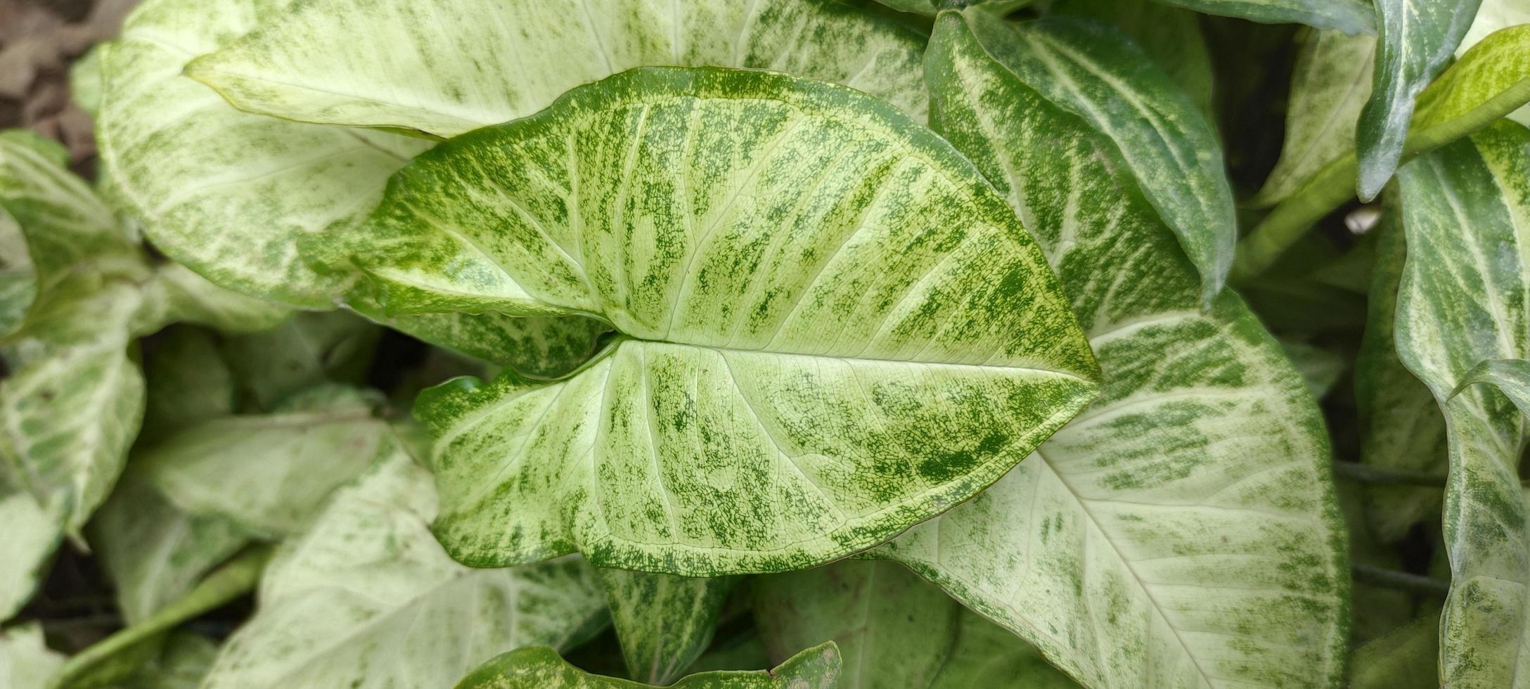 Charming ornamental taro leaf plant photo