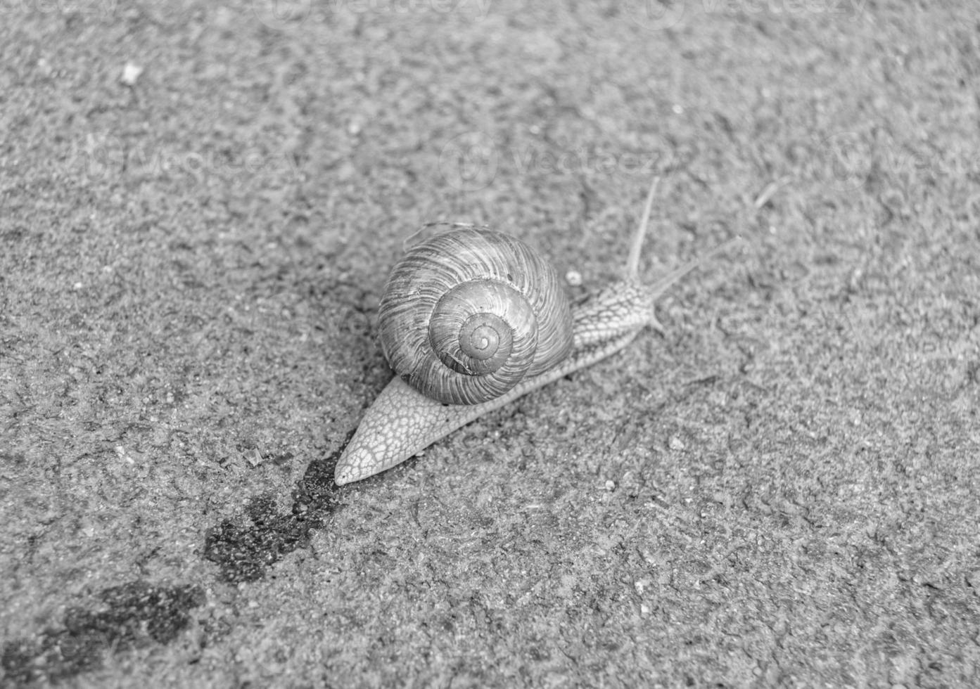 Big garden snail in shell crawling on wet road hurry home photo