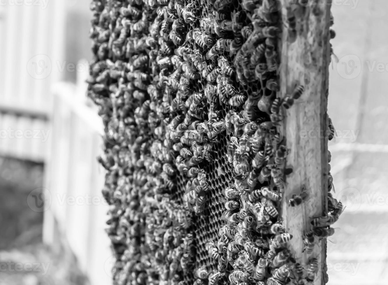 Honeycomb from bee hive filled with golden honey photo