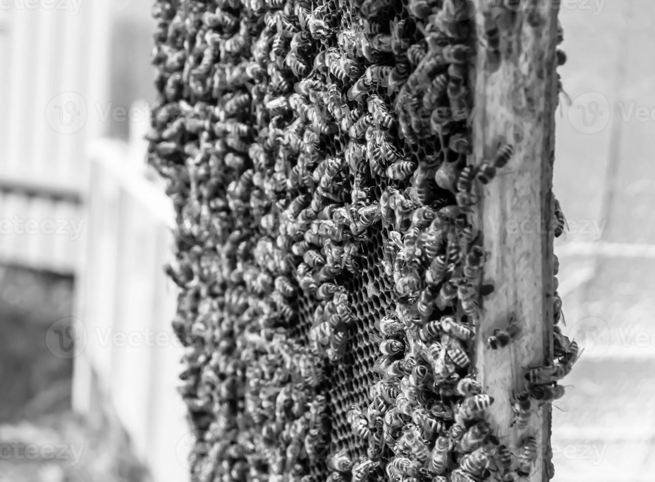 panal de abejas lleno de miel dorada foto