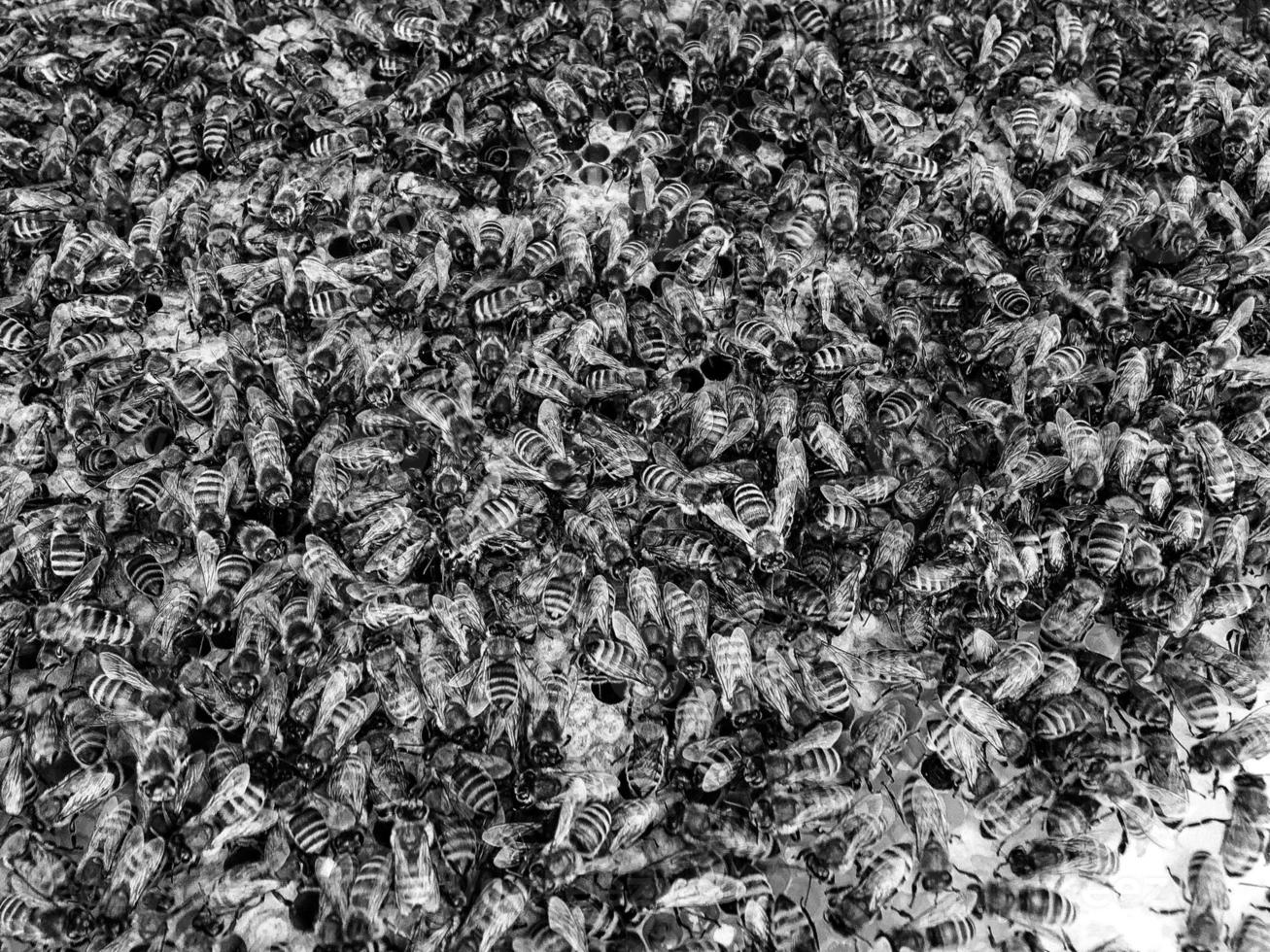 Abstract hexagon structure is honeycomb from bee hive photo
