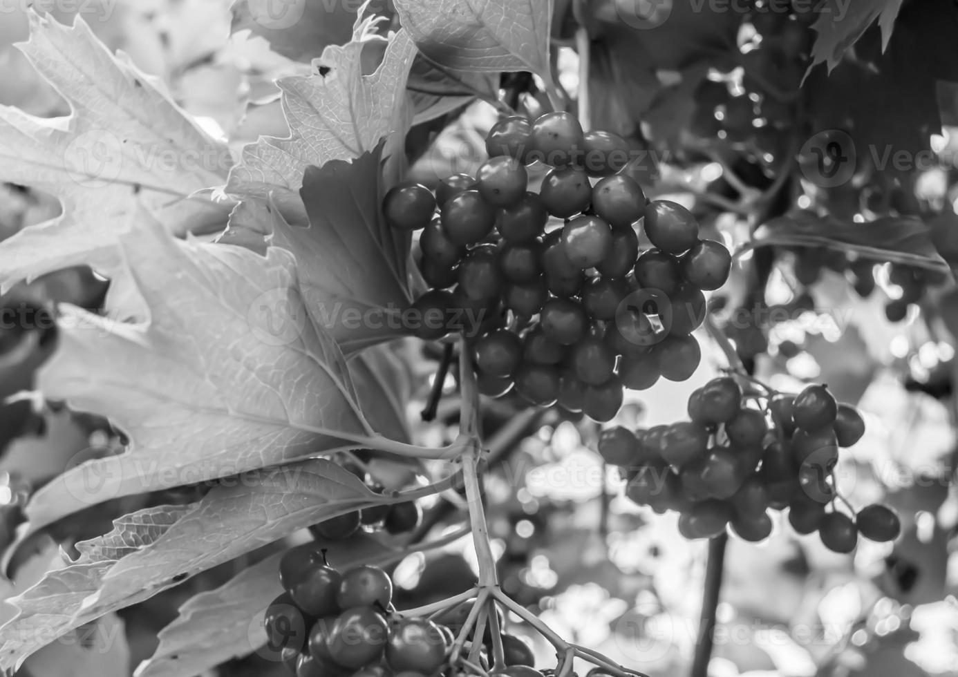 Photography on theme beautiful sour berry viburnum photo