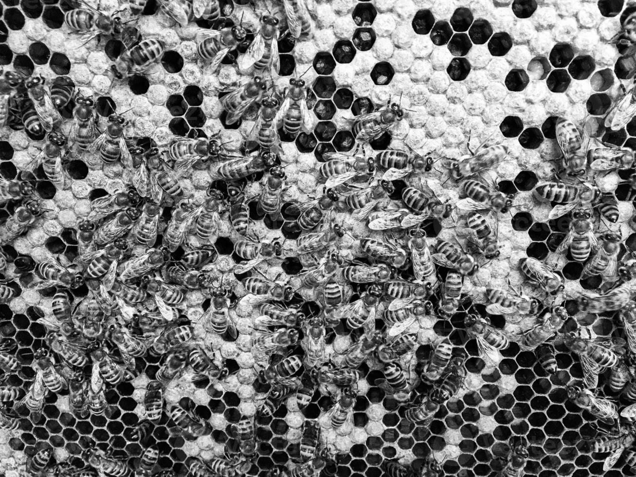 Abstract hexagon structure is honeycomb from bee hive photo