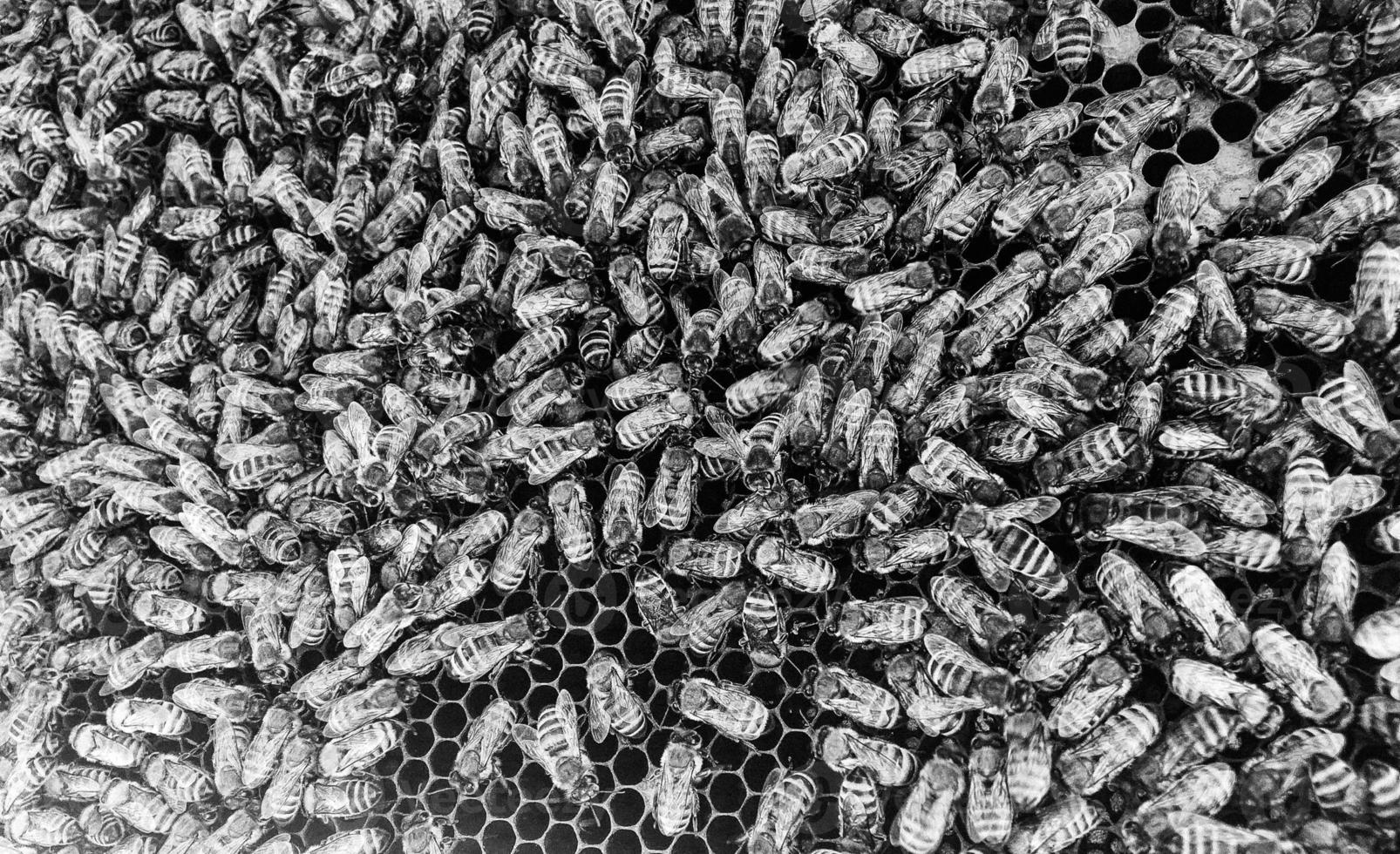 La estructura hexagonal abstracta es un panal de abejas de la colmena. foto