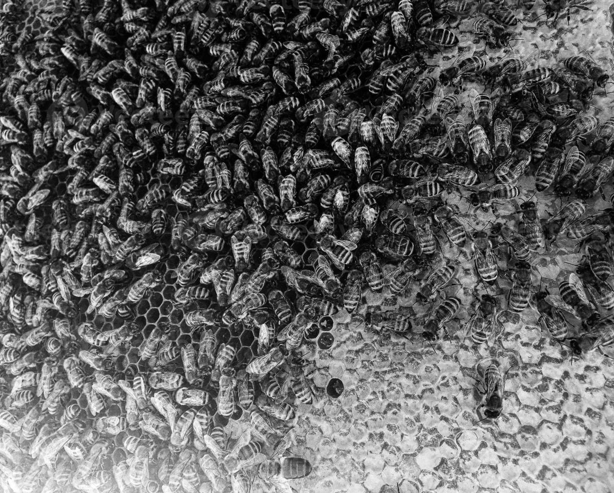Abstract hexagon structure is honeycomb from bee hive photo