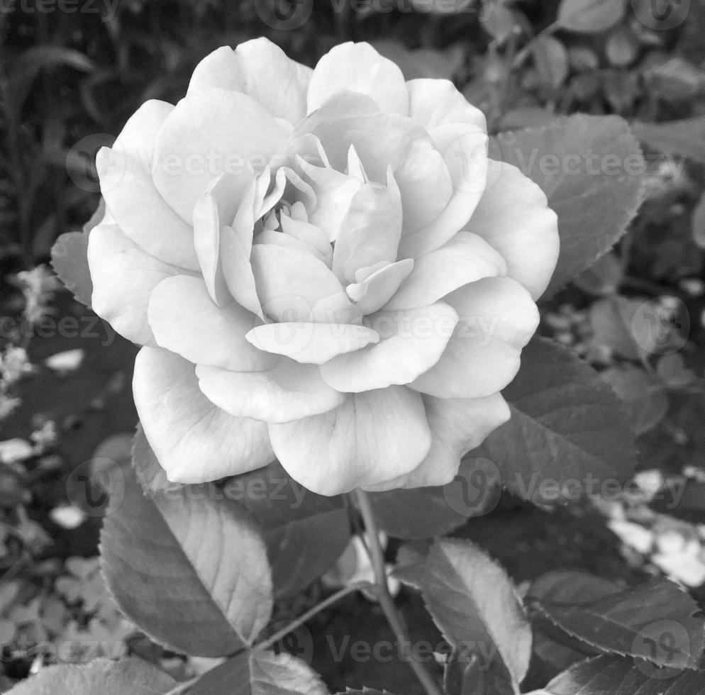 Bouquet wildflowers prickly rose blooming in garden photo