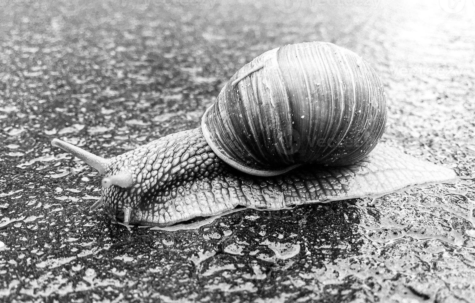 Big garden snail in shell crawling on wet road hurry home photo
