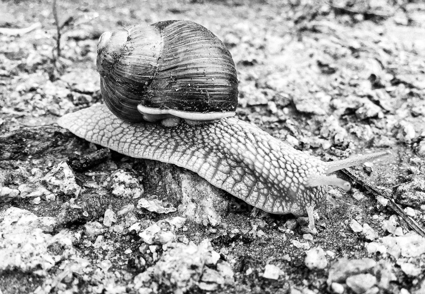 Big garden snail in shell crawling on wet road hurry home photo