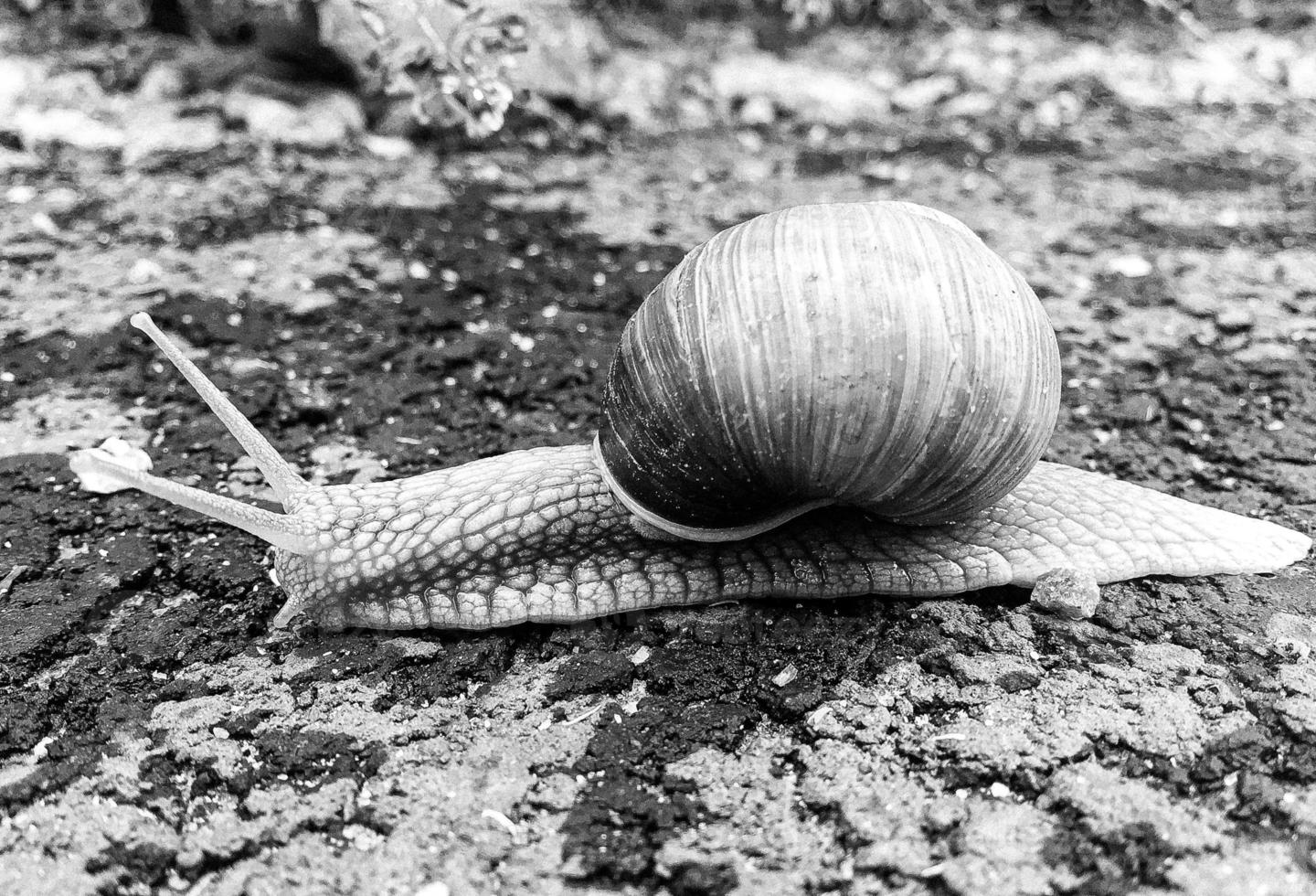 Big garden snail in shell crawling on wet road hurry home photo