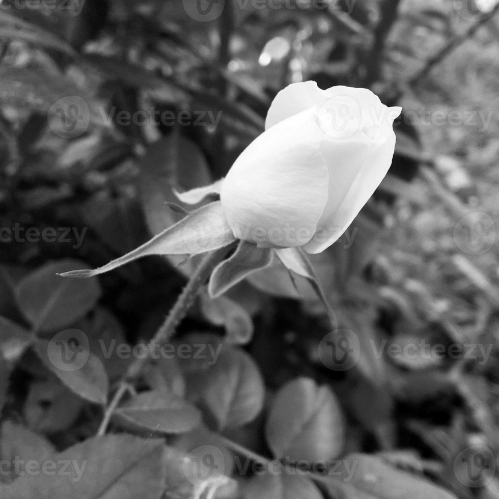 Bouquet wildflowers prickly rose blooming in garden photo