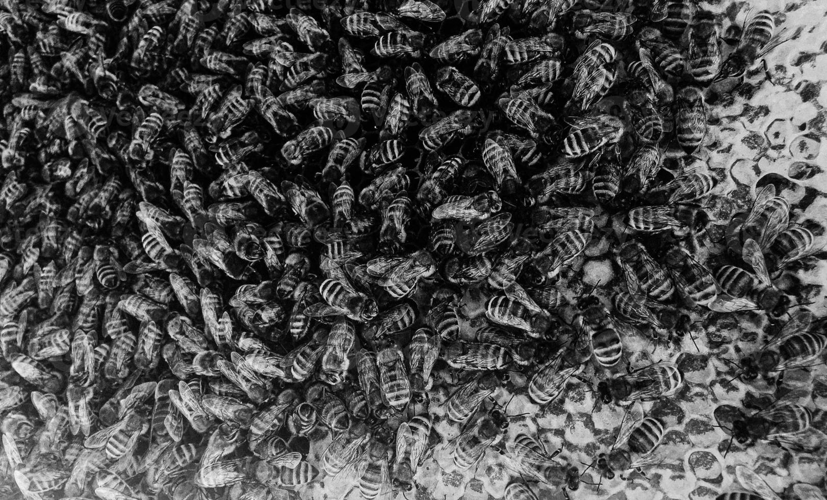 Abstract hexagon structure is honeycomb from bee hive photo