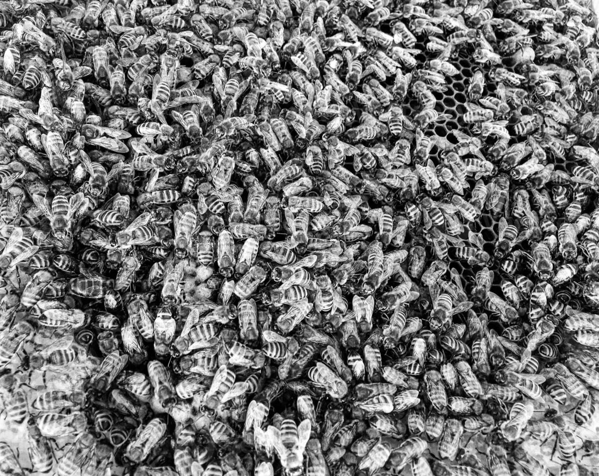 Abstract hexagon structure is honeycomb from bee hive photo