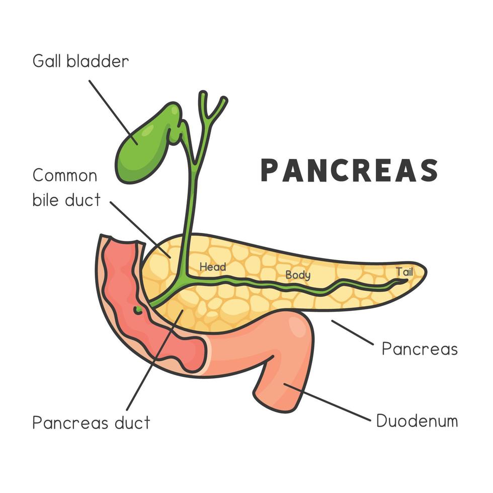 páncreas y vesícula biliar que sobresalen del gráfico del diagrama del intestino delgado en el tema de la ciencia dibujos animados vectoriales de garabatos kawaii vector