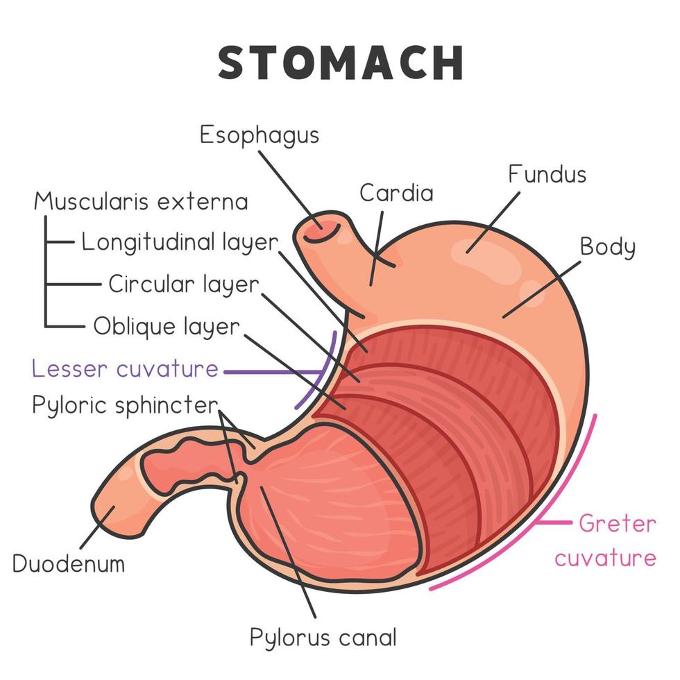 componentes y capas del diagrama del estómago en el tema de la ciencia kawaii doodle vector cartoon