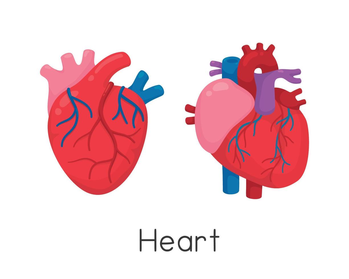 heart facing front and side kawaii doodle flat cartoon vector illustration