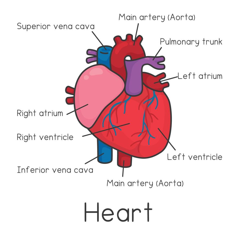 gráfico de diagrama de corazón y vocabulario en el tema de la ciencia dibujos animados de vector de doodle kawaii