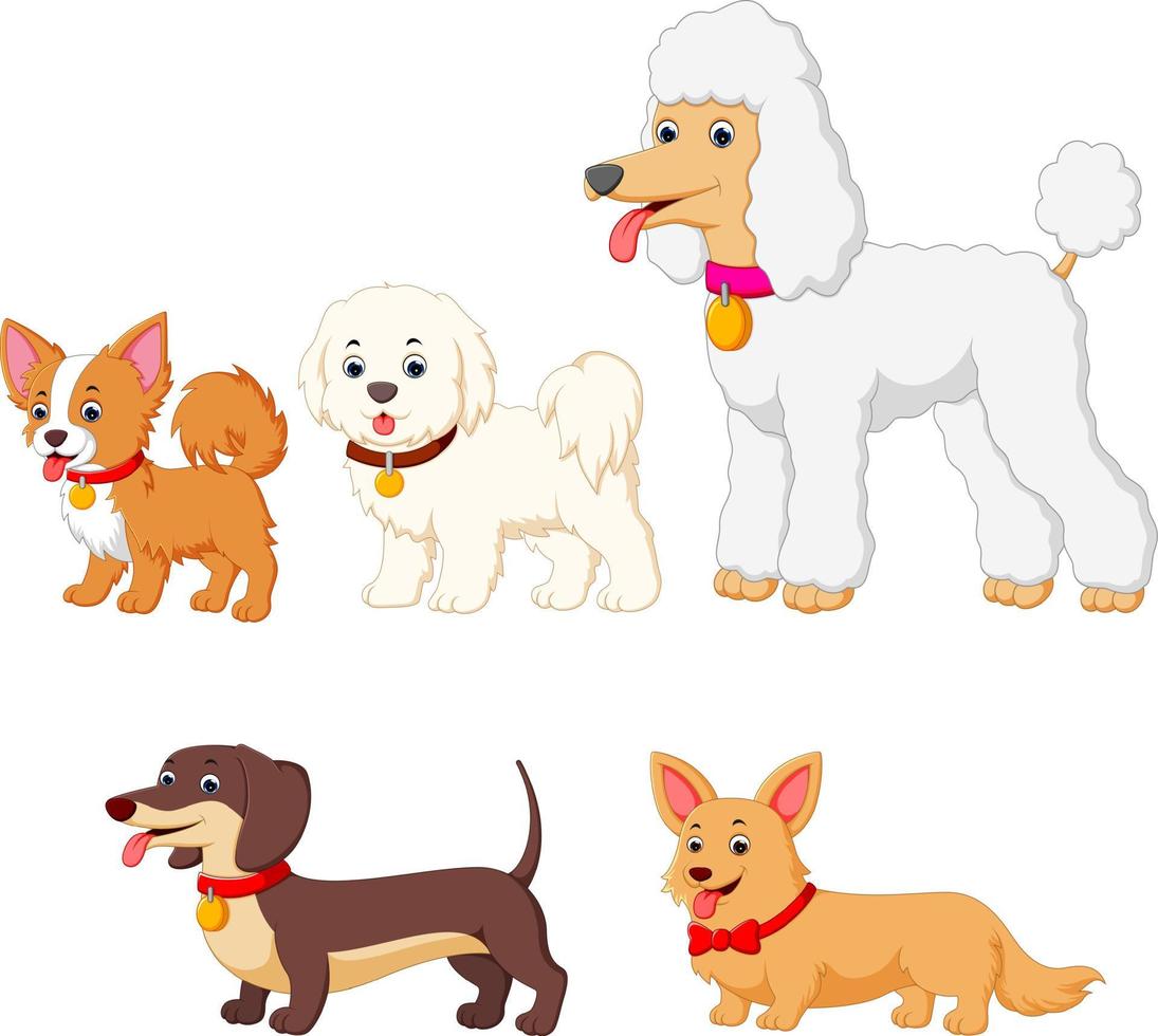 set collection of different kind of dogs vector