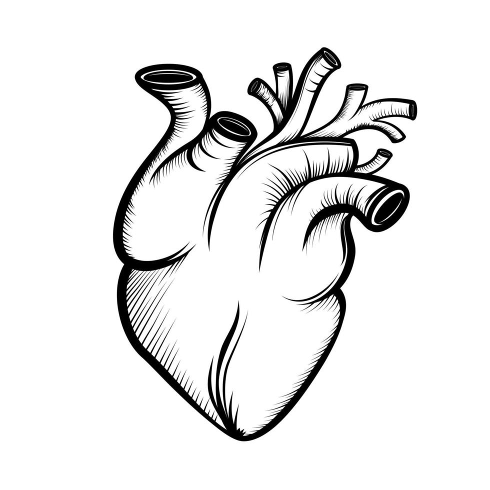 realistic hand-painted human heart line drawing vector