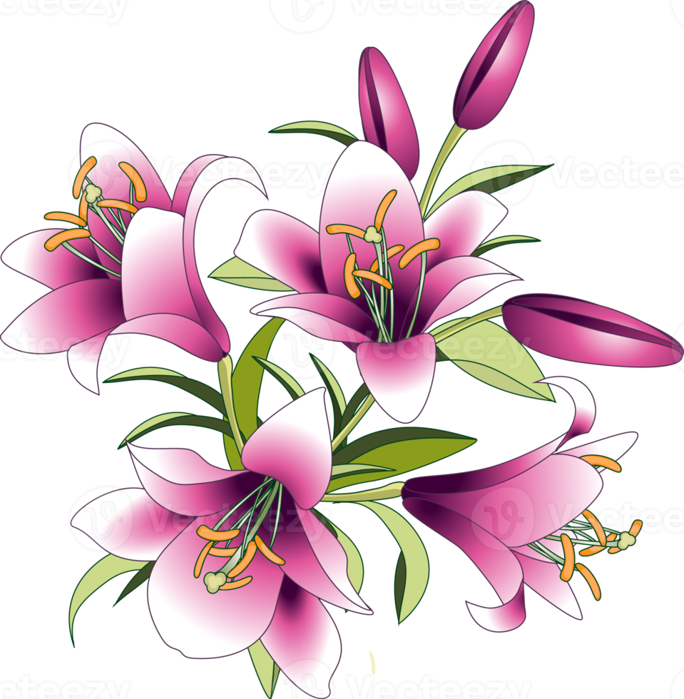 bouquet de fleurs, fleurs et bourgeons de lys roses. dessin pour impression sur tissu, cartes, invitations, ornements png