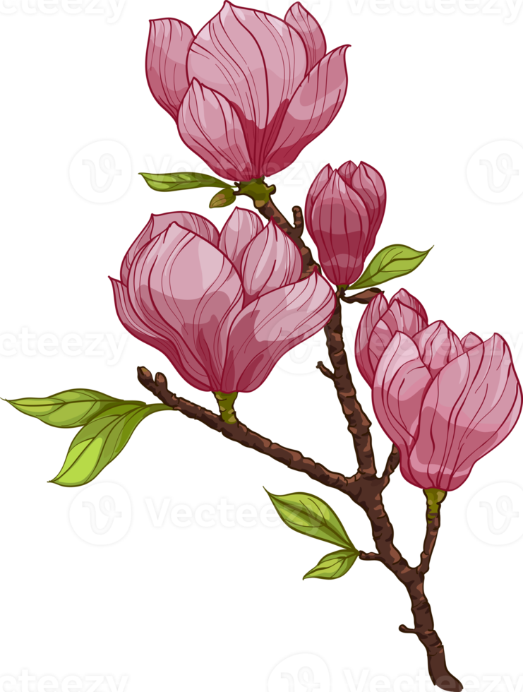 Bouquet of Magnolia flower, branch with pink flower and leaves illustrations. Composition with flowers. Floral bouquet png