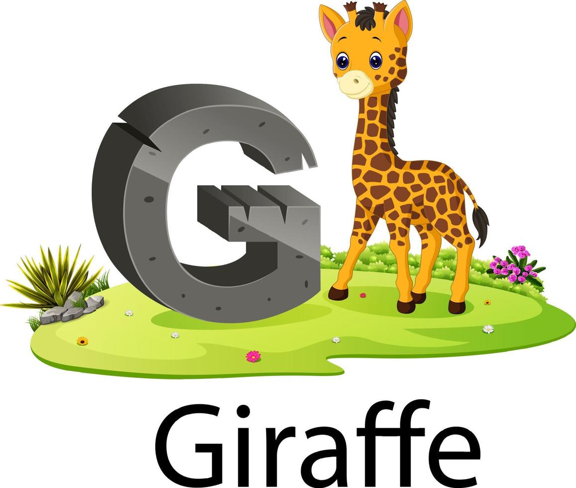 Lindo zoológico animal alfabeto g para jirafa con animal real vector