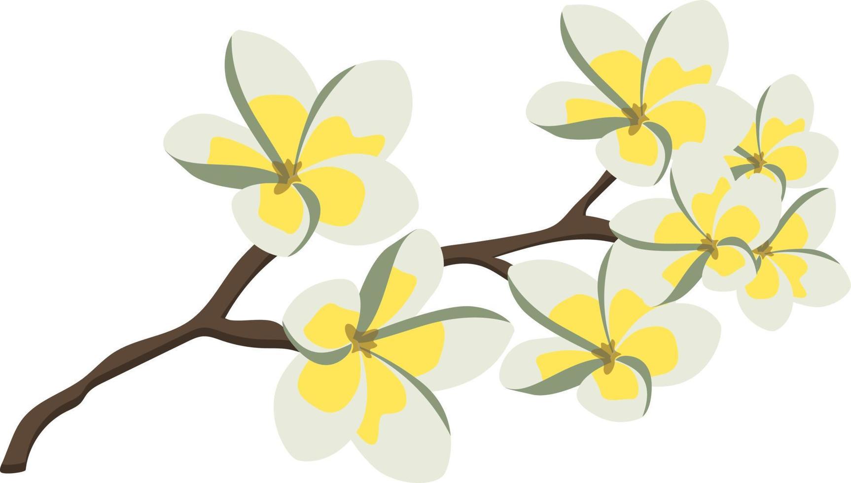 Branch of plumeria flower tree. Blooming frangipani tree branch. Isolated on white background vector