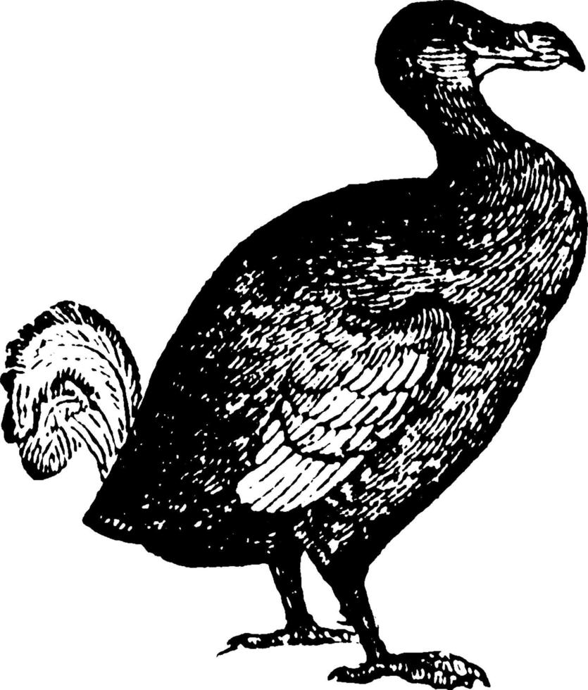 dodo o raphus cucullatus, ilustración vintage. vector