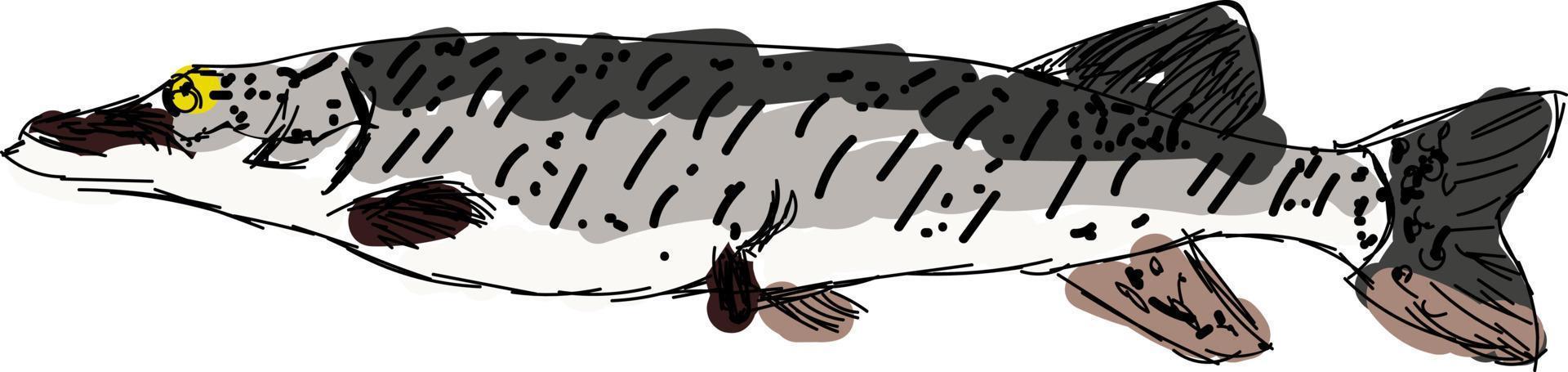 Amur pike, illustration, vector on white background.