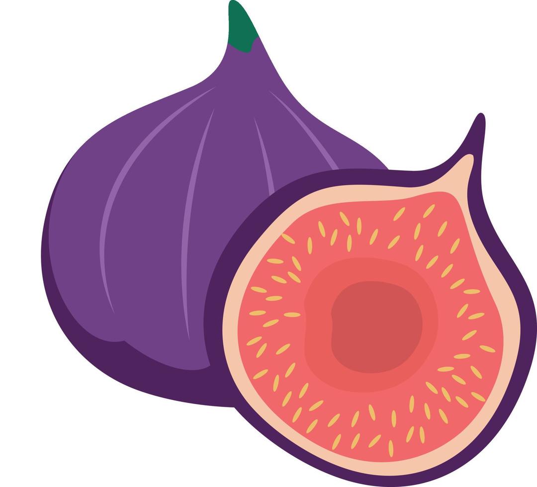 Fig vector design, Vector illustration of a fig whole and cut in half, a piece of juicy fig on a white background