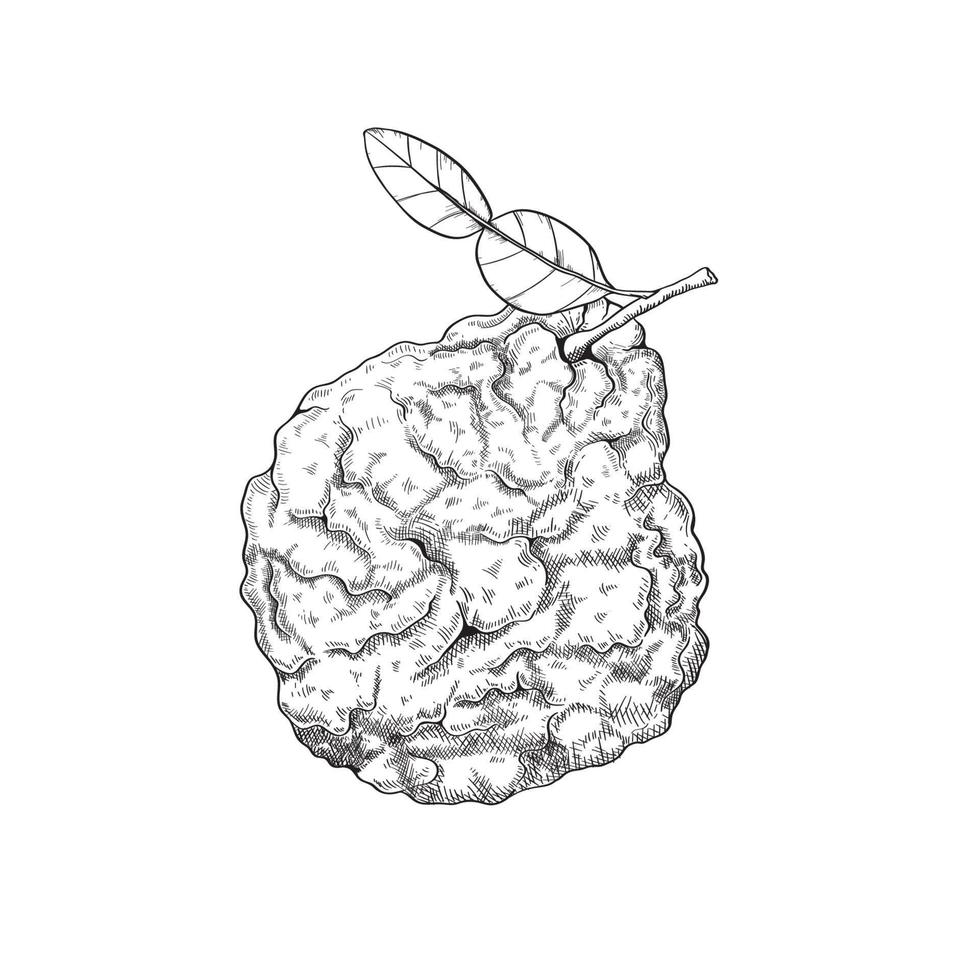 Sketch of bergamot fruit. Citrus fruit for decorating candles, aromatic oils or household items, tea vector