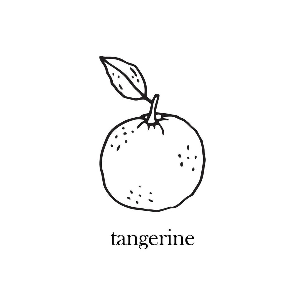 Vector illustration of a tangerine with a leaf on a twig. Citrus fruit for the New Year.