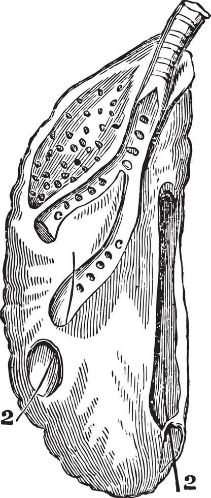el pulmón derecho de un ganso, ilustración antigua. vector