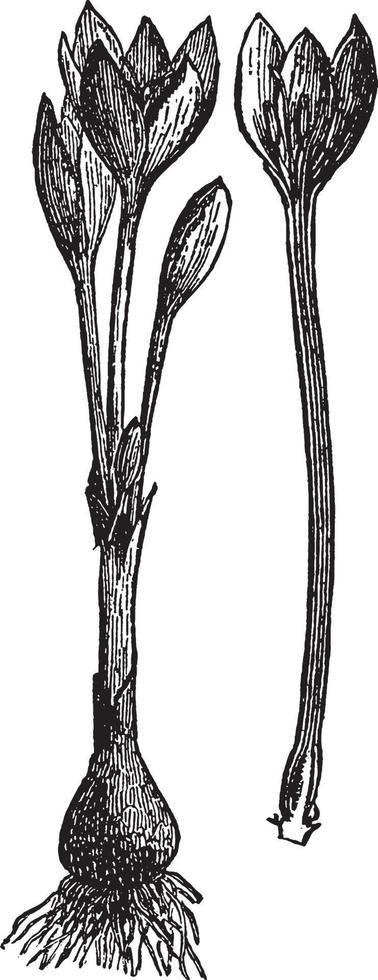 Meadow Saffron vintage illustration. vector