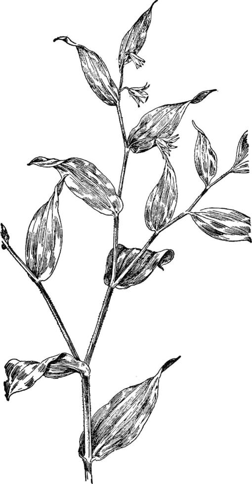 S. Roseus vintage illustration. vector