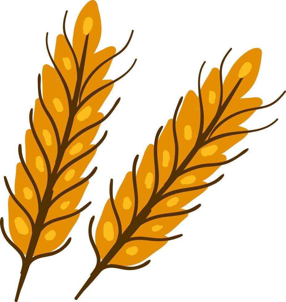 Flat wheat, illustration, vector on white background.