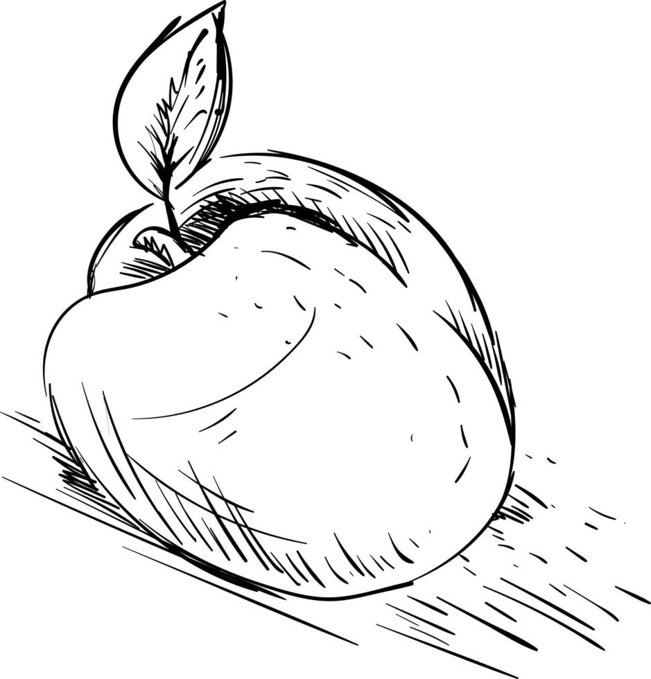 An apricot sketch, illustration, vector on white background.