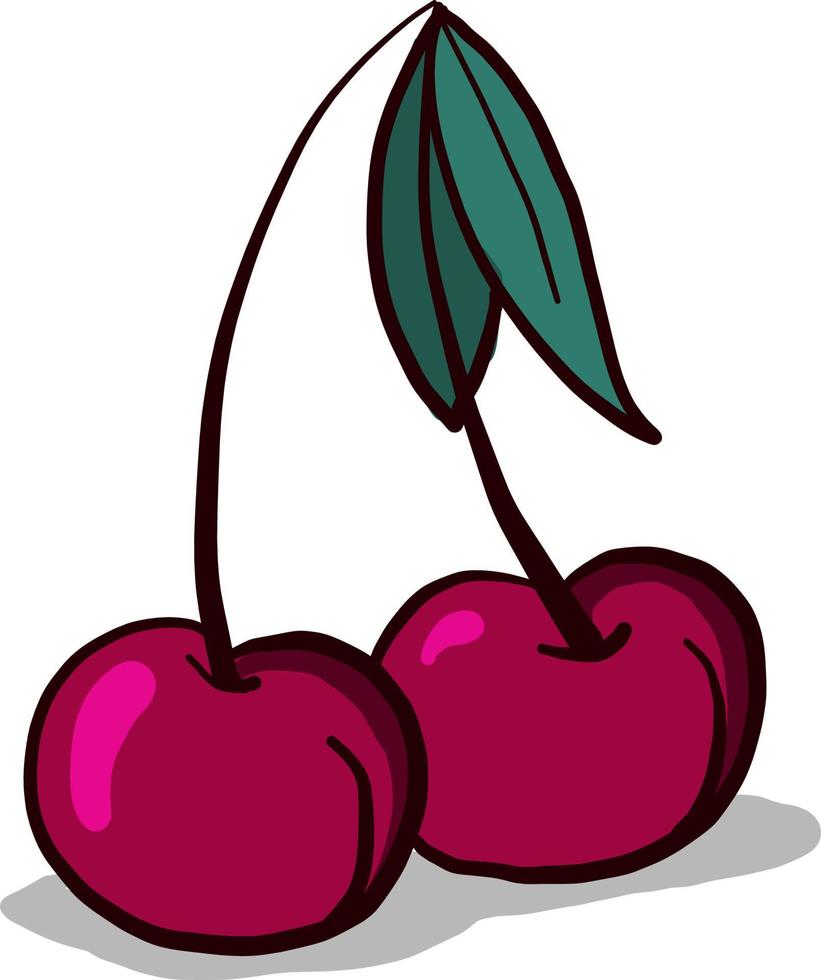 Dark red cherry, illustration, vector on white background